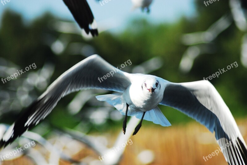 Seagull Bird Sea Nature Animal