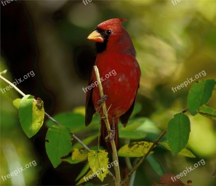 Cardinal Redbird Songbird Male Feathers