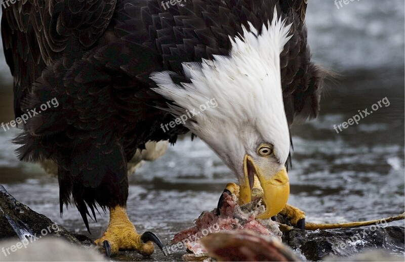 Bald Eagle Eagle Bald American Eating