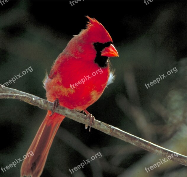 Cardinal Bird Perched Male Nature