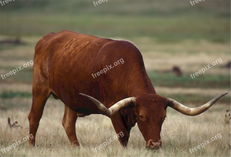 Longhorn Texas Cow Pasture Livestock