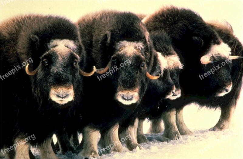 Musk Oxen Mammals Herd Wildlife Nature