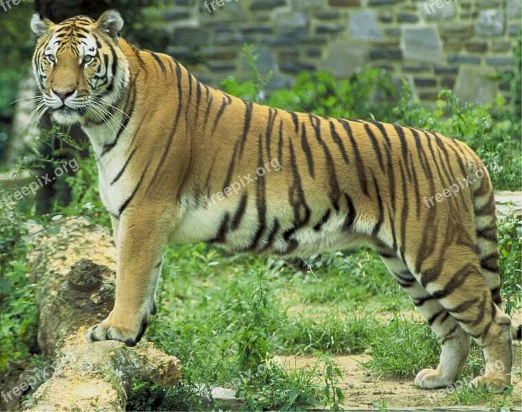 Tiger Feline Big Cat Animal Wildlife