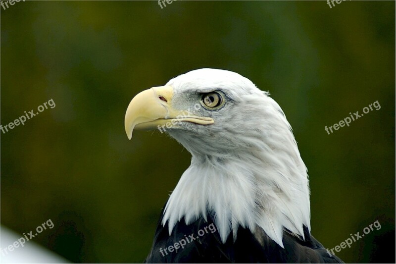 Bald Eagle Eagle Bald Head Predator