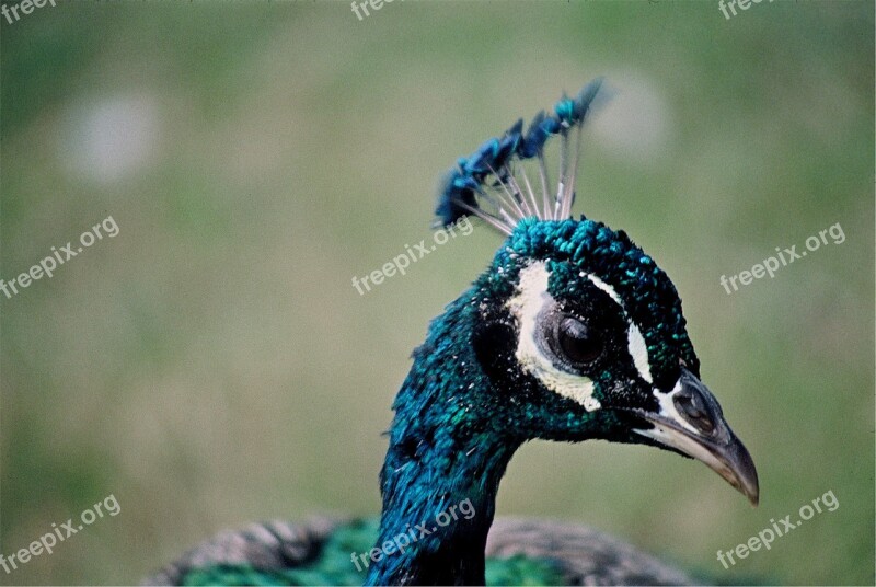 Peacock Head Peafowl Feather Color