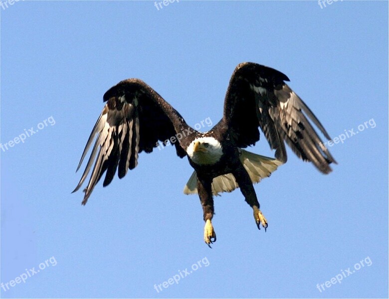 Bald Eagle Flight Nature Bird Flying