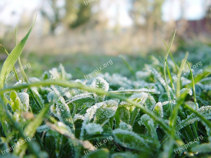 Grass Green Green Grass Nature Closeup