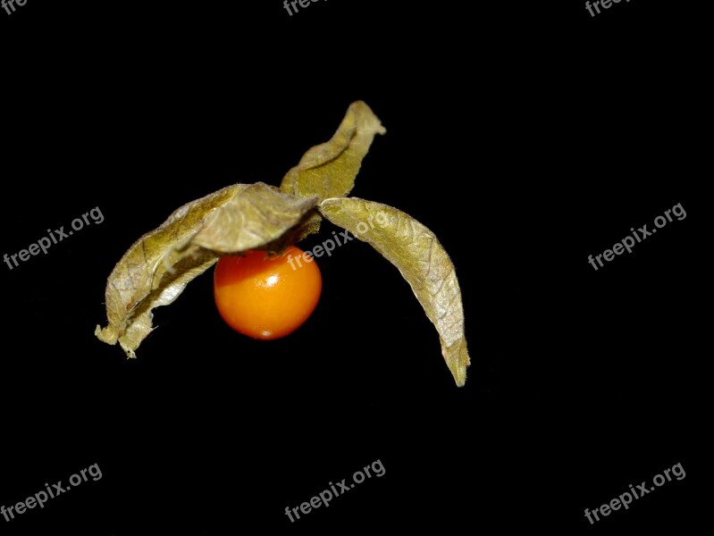 Physalis Vitamins Orange Fruit Exotic