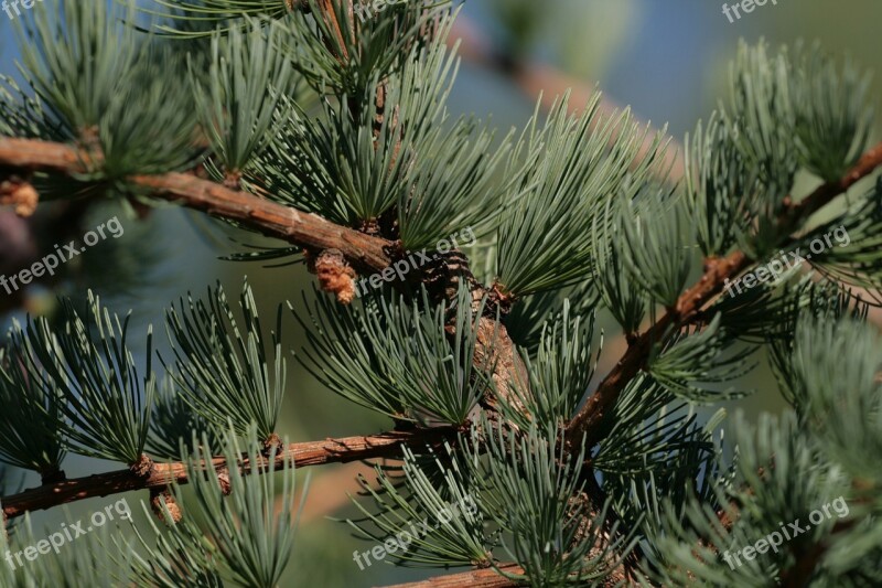 Evergreen Tree Cones Green Tree Free Photos