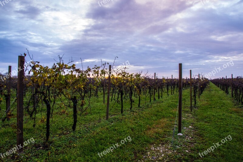 Vineyard Autumn Cloud Free Photos