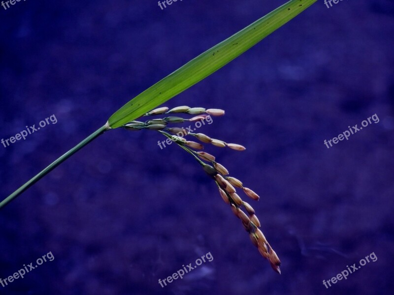 Paddy Food Agriculture Plant Nature