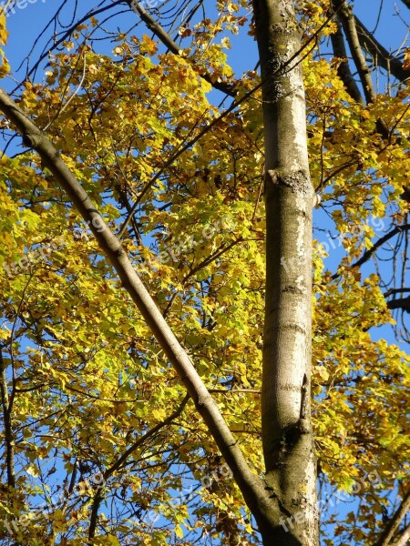 Autumn Leaves Tree Colorful Forest