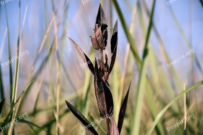 Grass Grasses Leaves Halme Withered