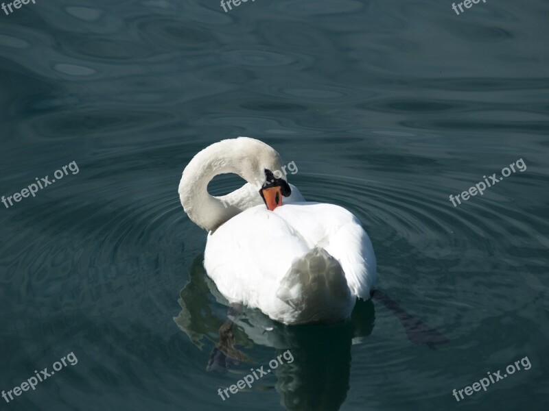 Swan Lake Water Nature Bird