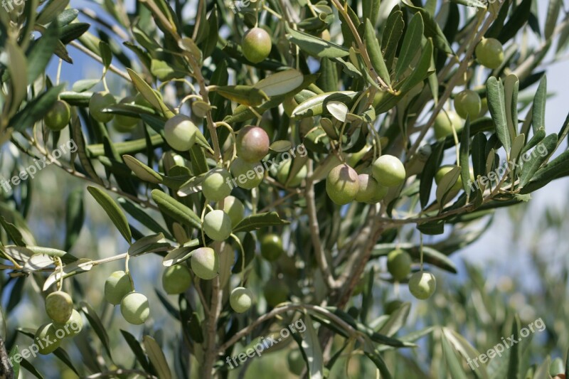 Olives Fruits The Green Trees Free Photos