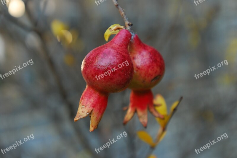 Pomegranate Beautiful Nature The Scenery Red