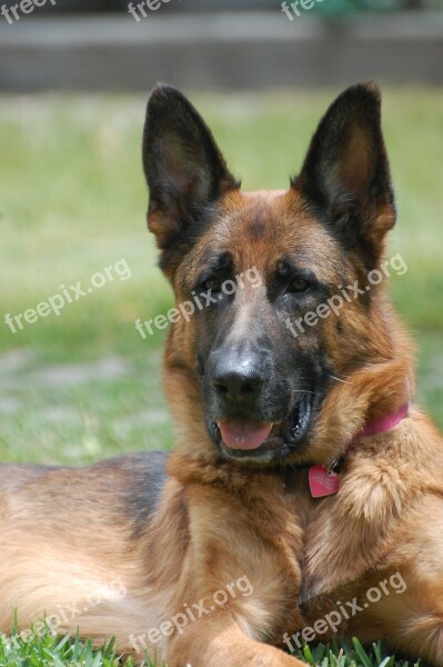 German Shepherd Dog Large Animal Canine