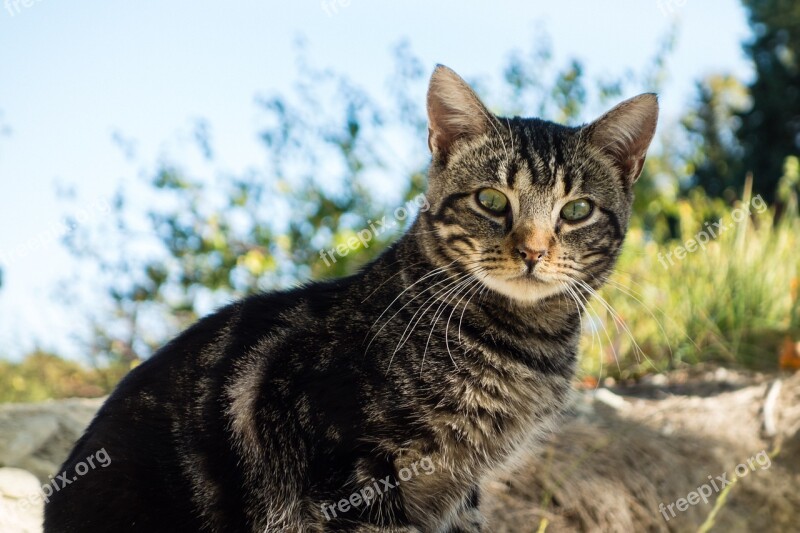 Cat Animal Green Eyes Fauna Feline