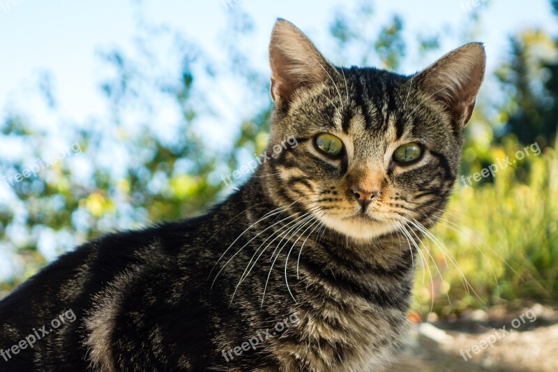 Cat Animal Feline Green Eyes Fauna