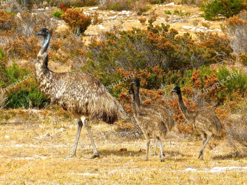 Emus Birds Flightless Australia Big