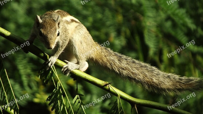 Squirrel Animal Nature Cute Rodent