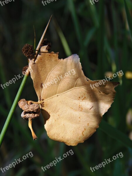 Leaf Dry Leaf Autumn Float Autumn Leaves