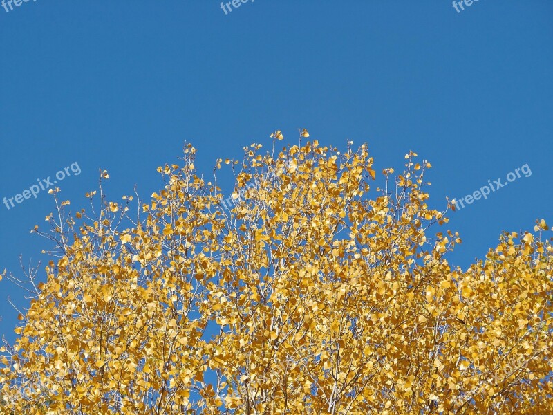 Leaves Yellow Autumn Autumn Leaves Nature