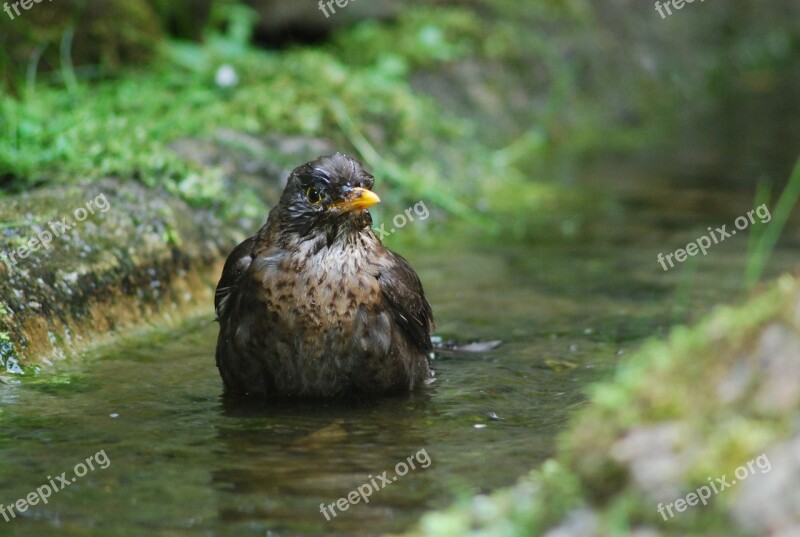 Blackbird Bird Songbird Black Animal