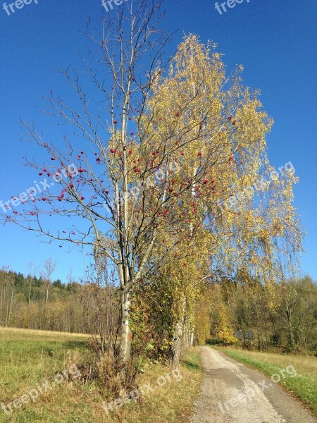 Autumn Birch Path Landscape Blue Sky