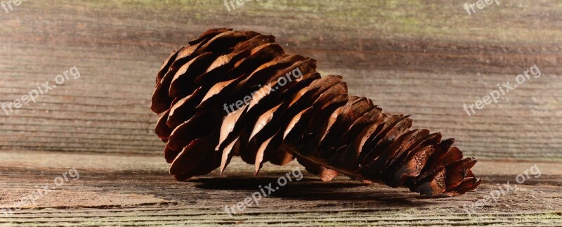 Pine Cones Tap Brown Conifer Wood