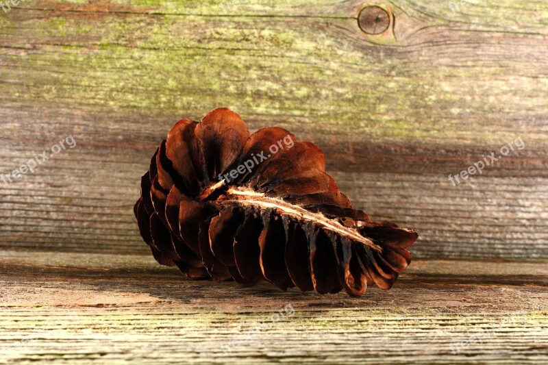 Pine Cones Tap Brown Conifer Wood