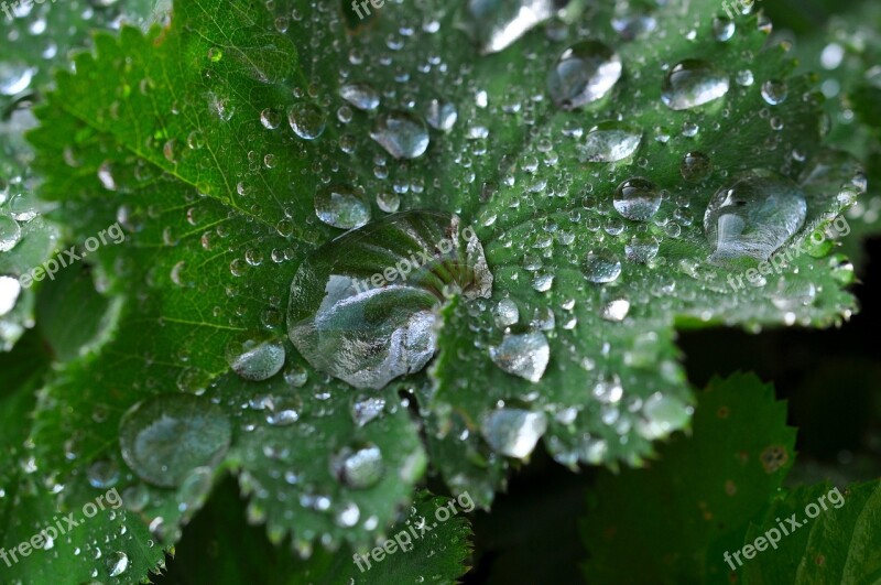 Silver Coat Leaf Raindrop Silbermaenteli Mountain Flower