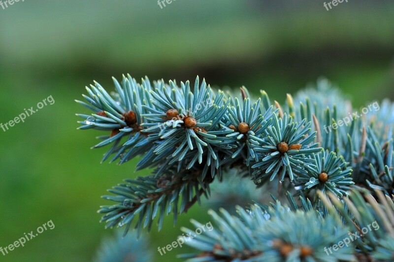 Dwarf Blue Fir Fir Tree Conifer Branch Needles