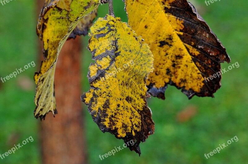 Elm Leaf Leaves Autumn Macro