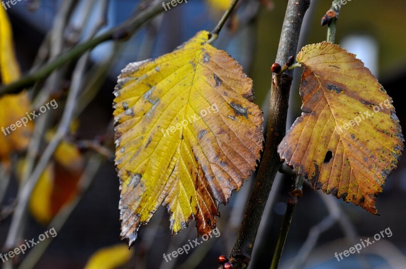 Elm Leaf Leaves Autumn Macro