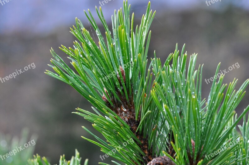 Pine Branch Conifer Needles Branch Tree