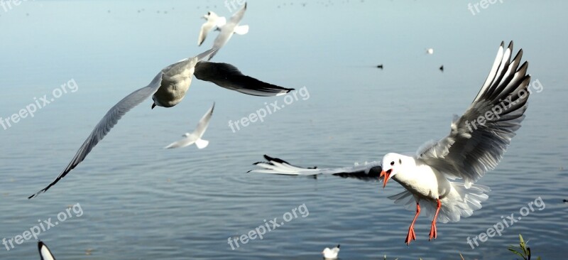 Gulls Bird Landing Flying Freedom