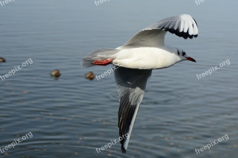 Seagull Bird Flying Freedom Sky