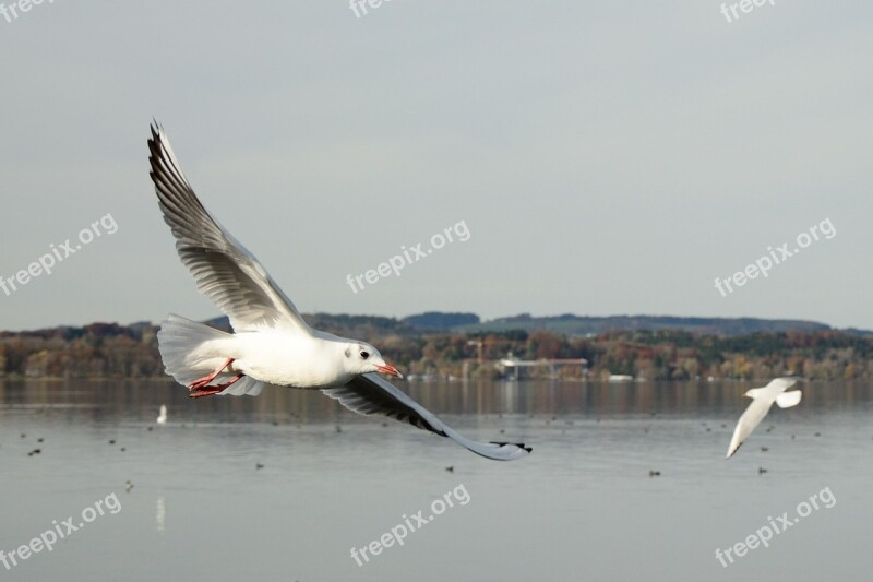 Seagull Bird Flying Freedom Sky