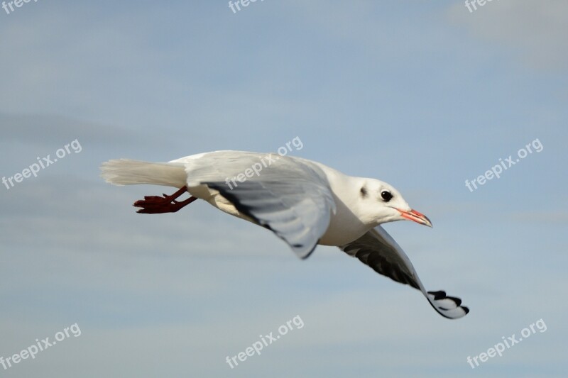 Seagull Bird Flying Freedom Sky