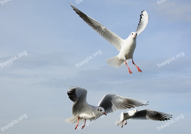 Gulls Bird Flying Freedom Sky