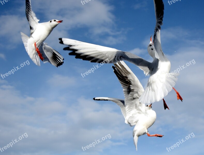 Gulls Fight Dispute Bird Flying