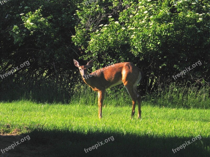 Dear Nature Forest Animal Mammal