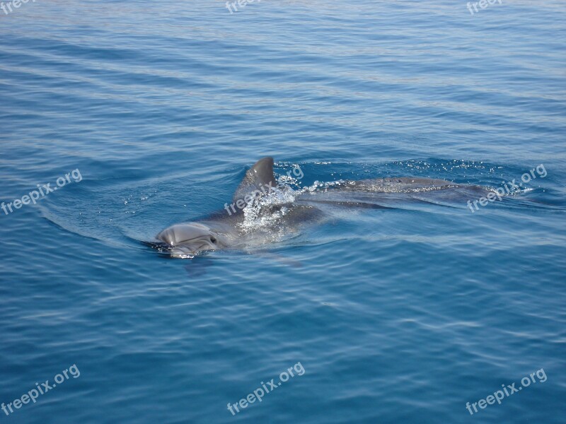 Dolphin Marine Life Sea Nature Creature