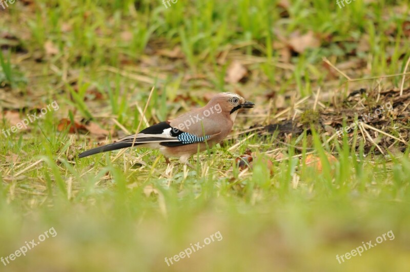 Jay Bird Green Autumn Feather