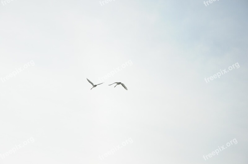 Swans Sky Clouds Flight Birds