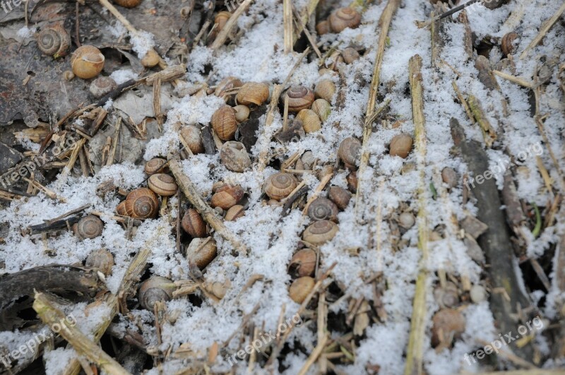 Snow Snails Shell Ground Forest