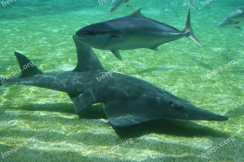 Shark Fish Underwater Free Photos