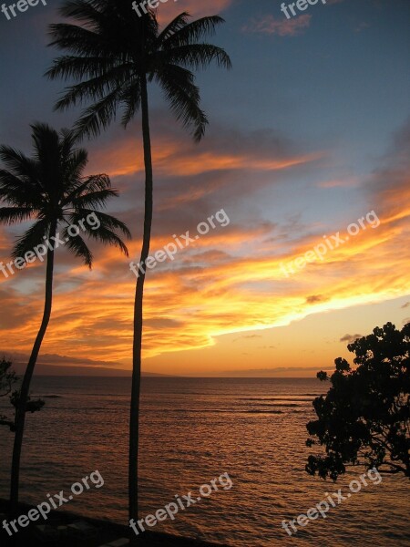 Hawaii Sunset Tropical Palm Trees Beach