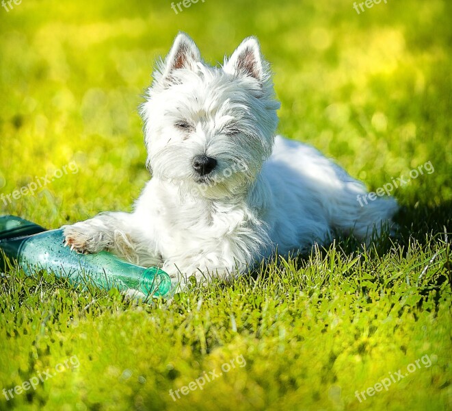 Dog Westie Garden White Free Photos